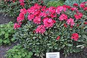 Rhododendron Parc Bremen.