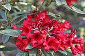Rhododendron Jutta.