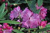 Rhododendron hybride de makinoi.