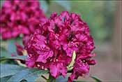 Rhododendron Olin O. Dobbs.