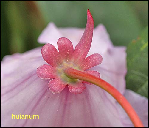 Rhododendron huianum
