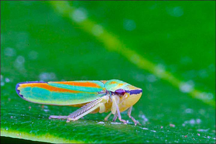 ¤ CICADELLES ET RHODODENDRON