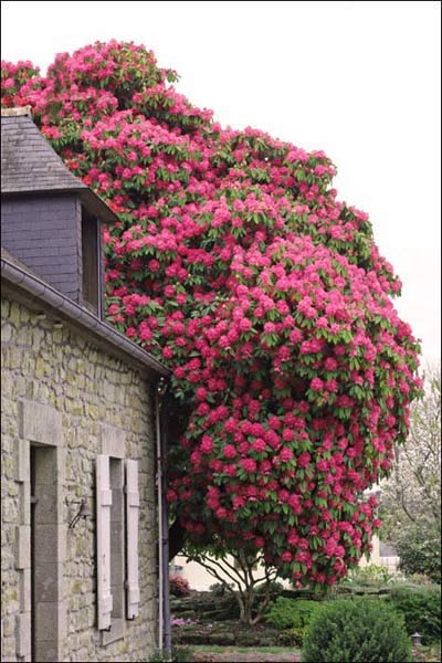 Rhododendron centenaire